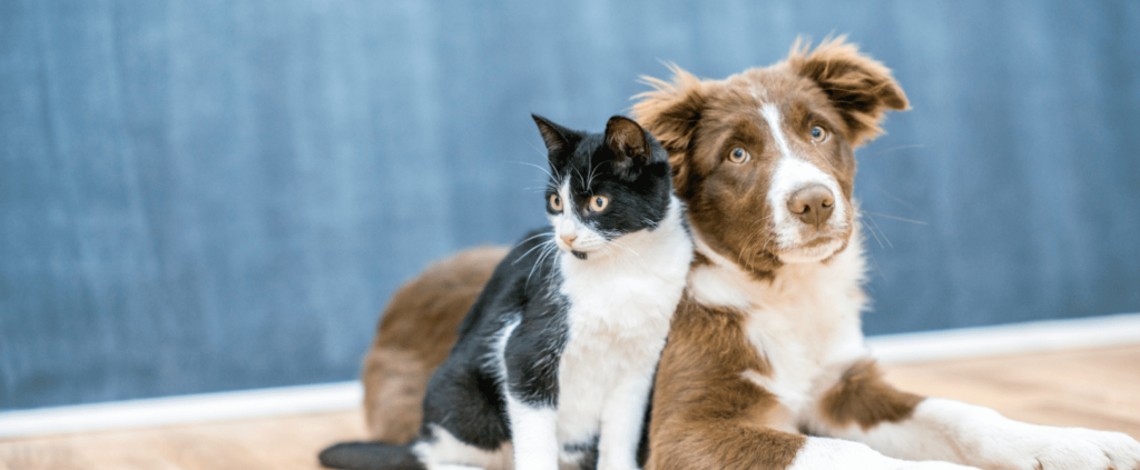 Pet Fire Safety Tips for Utah Pet Owners