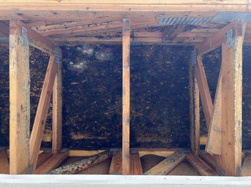 What To Do When You Find Black Mold